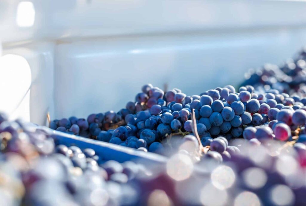 Container frigorifique pour vendanges – maîtrise de la température de -22°C à +22°C - Image 1